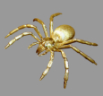 Gold-Spinne